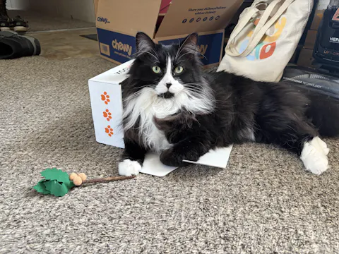 catbox