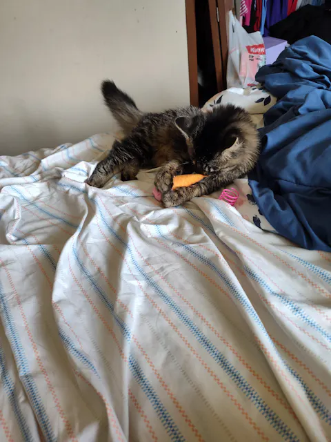catbox