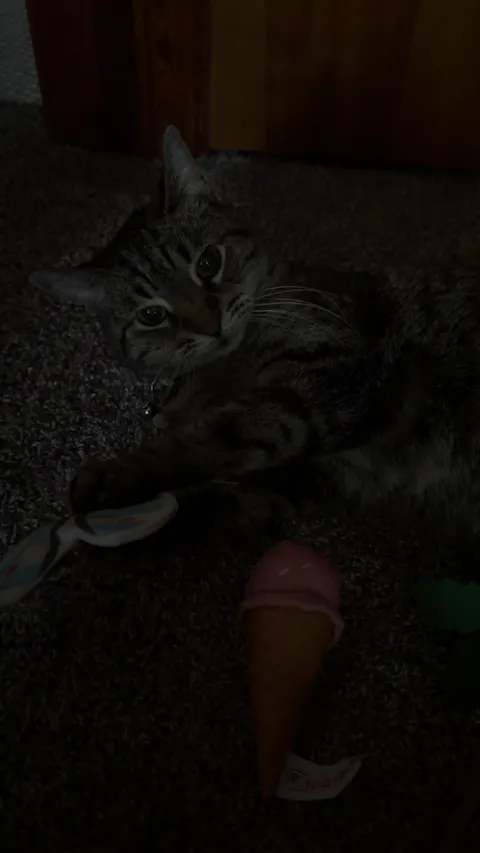 catbox