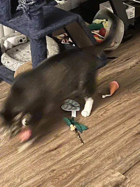 catbox