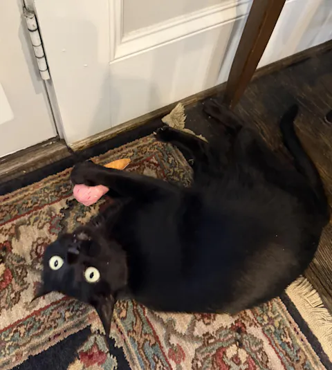 catbox