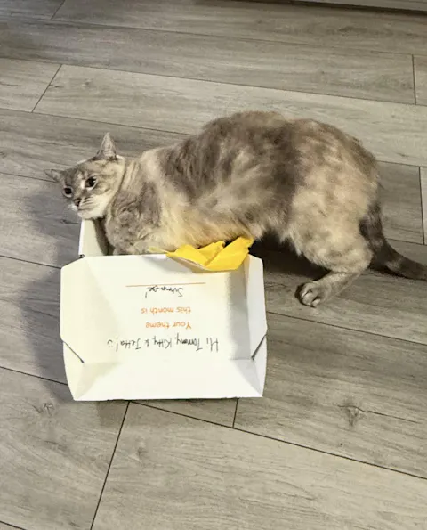 catbox