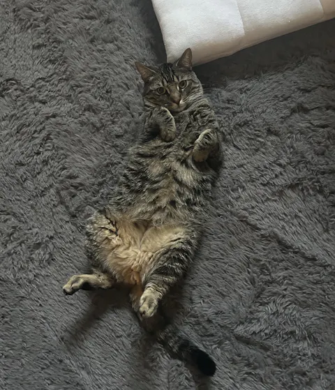 catbox
