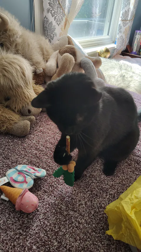 catbox