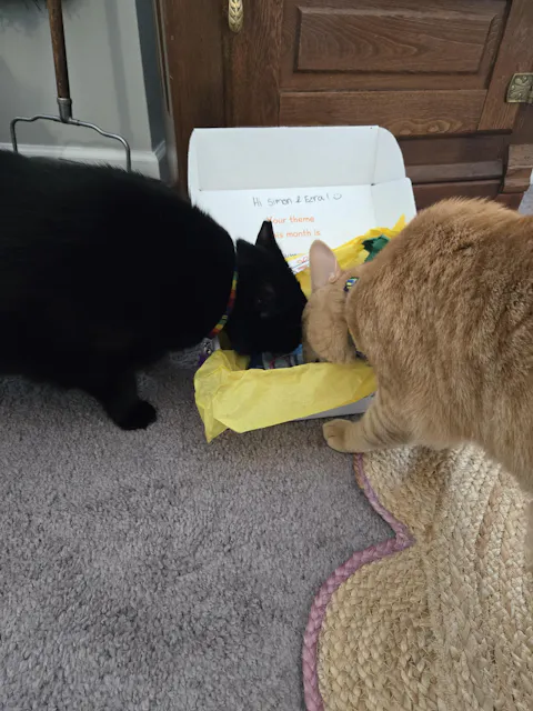 catbox