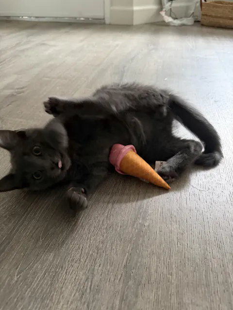 catbox