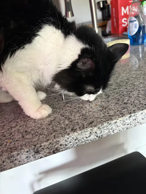 catbox