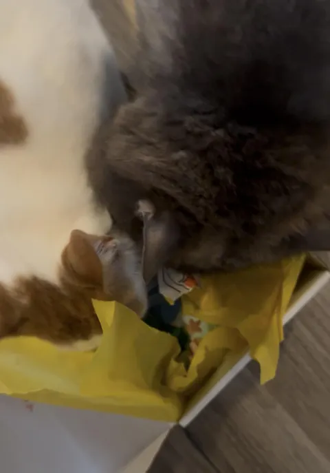 catbox