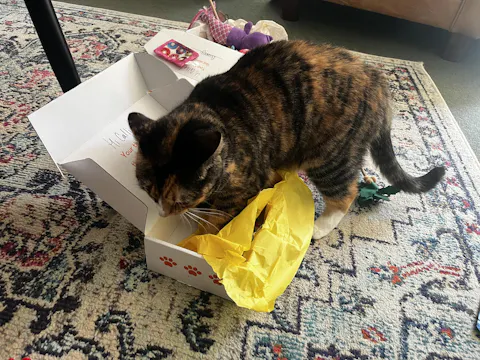 catbox