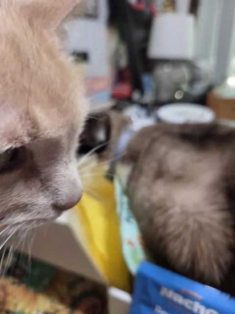 catbox