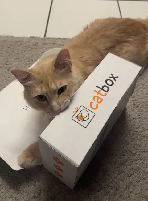 catbox