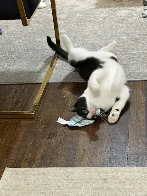catbox