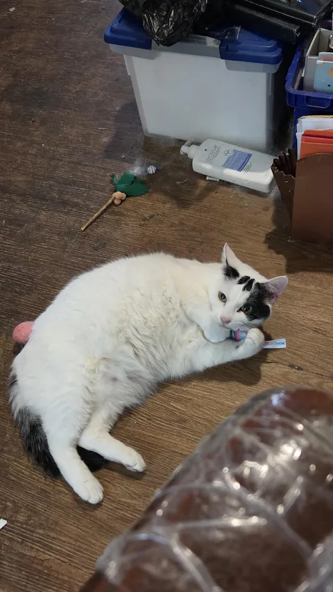 catbox