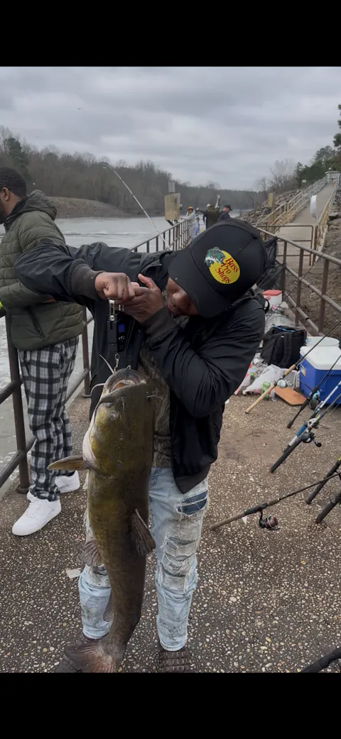 Catfish Pro