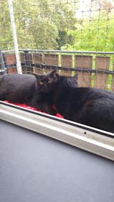 Verstellbarer Katzenbalkon für Fensteröffnungen Größe M