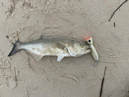 Splasher Diving Popper – CAVY FISHING