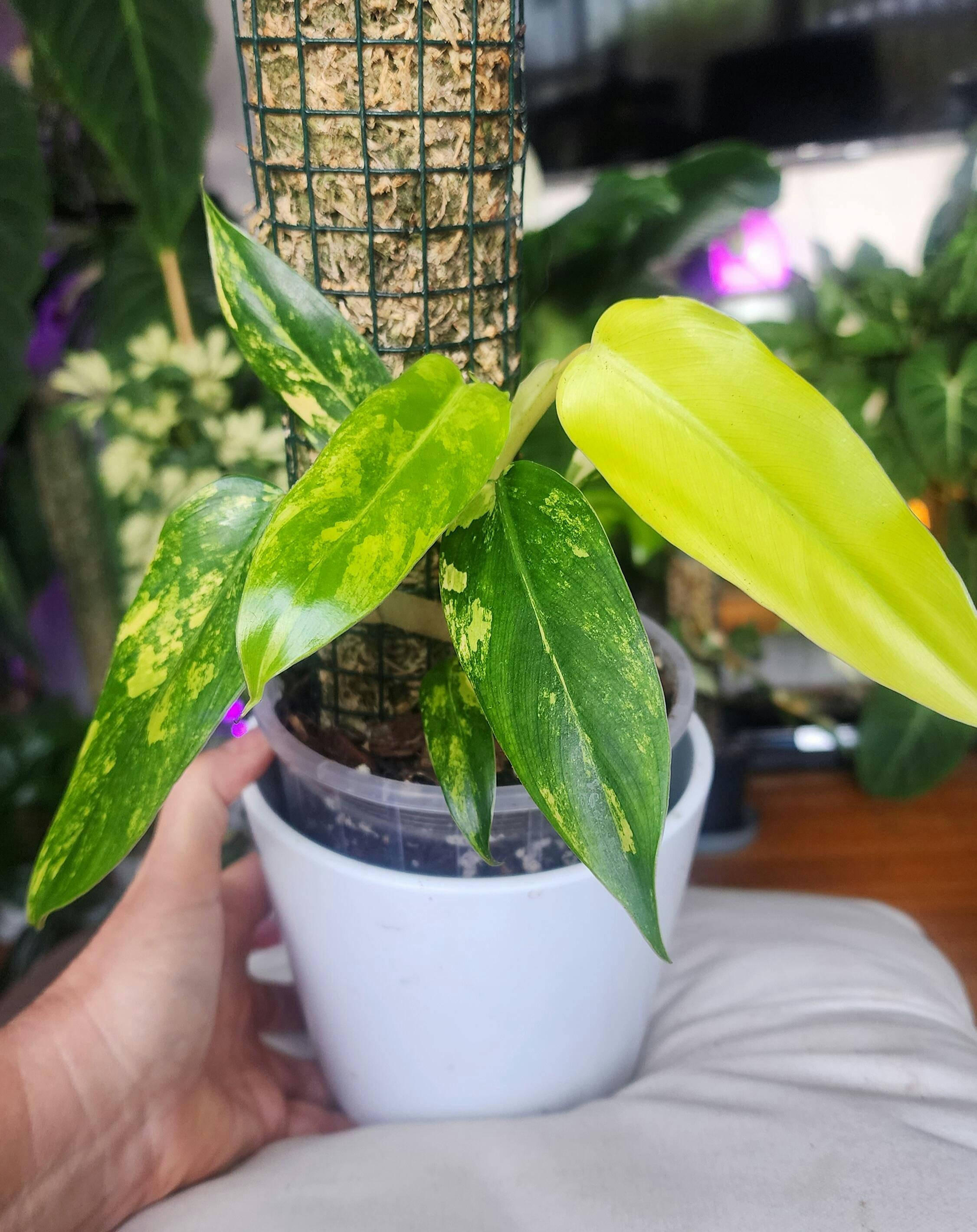 Buy Hoya polyneura 'Splash' - Rare Indoor Plant