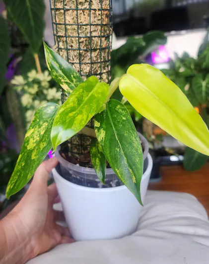 How to Propagate Monstera Dubia Easily