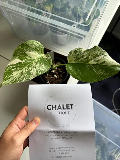 Buy Hoya polyneura 'Splash' - Rare Indoor Plant