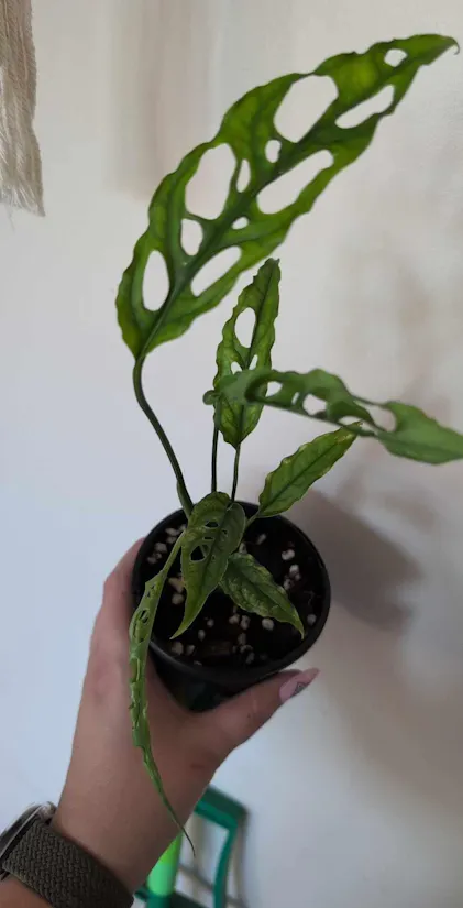 Buy Philodendron Chinchamayense - Rare Indoor Plant