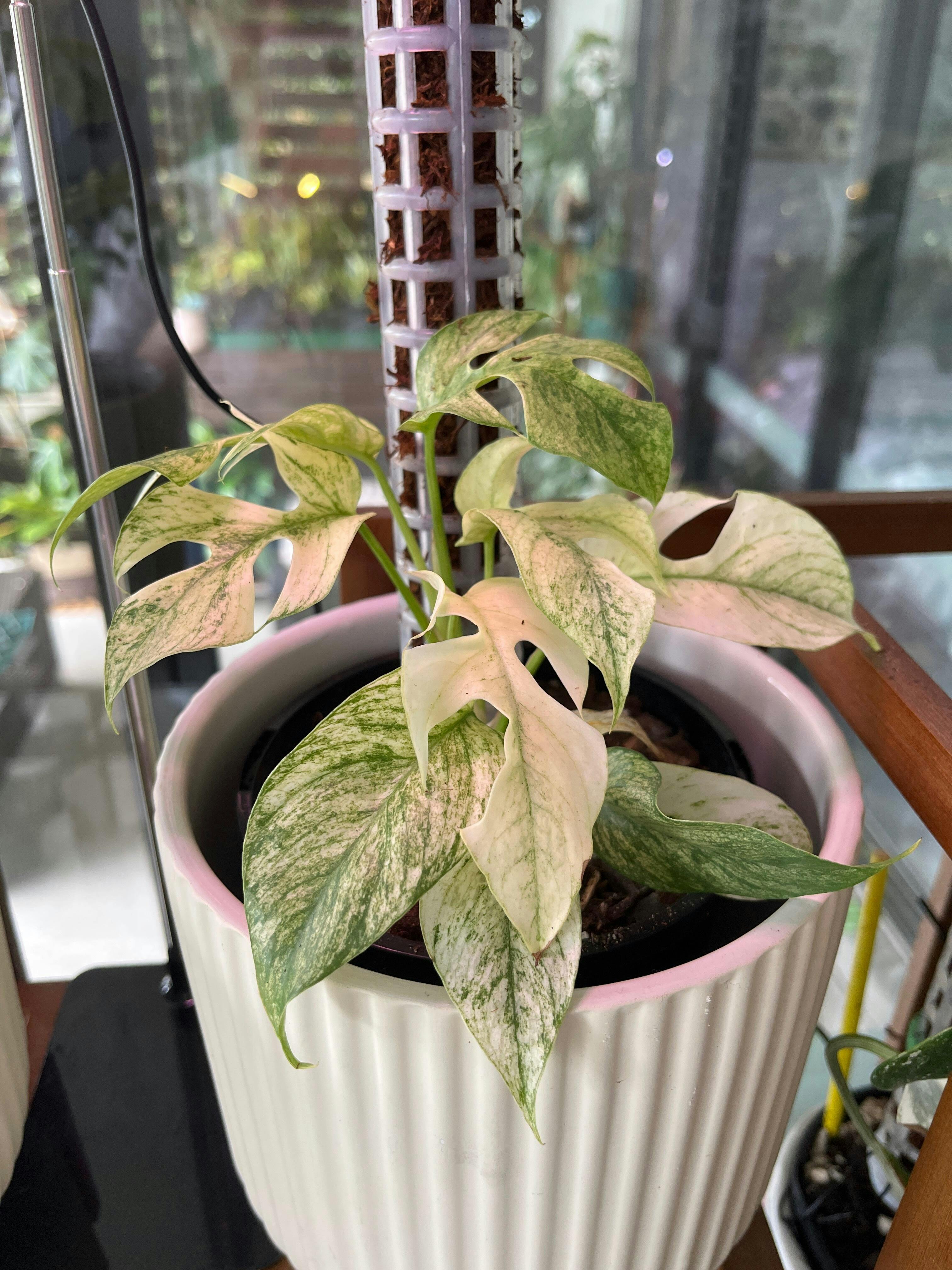 その他観葉植物 Anthurium Crystallinum x Regale Anthurium regale x crystallinum 先日半分自分の住処と言っても