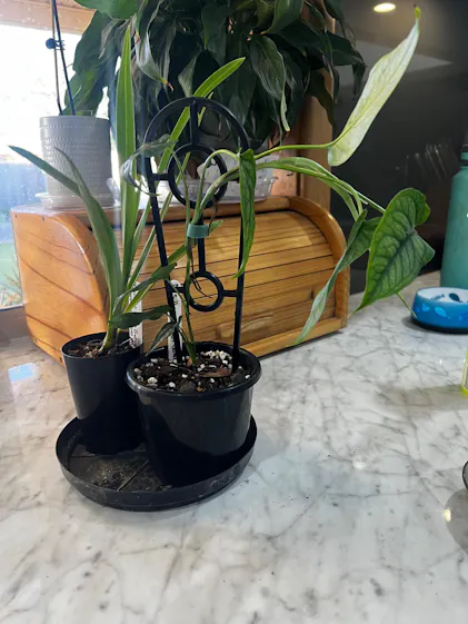 Buy Hoya polyneura 'Splash' - Rare Indoor Plant