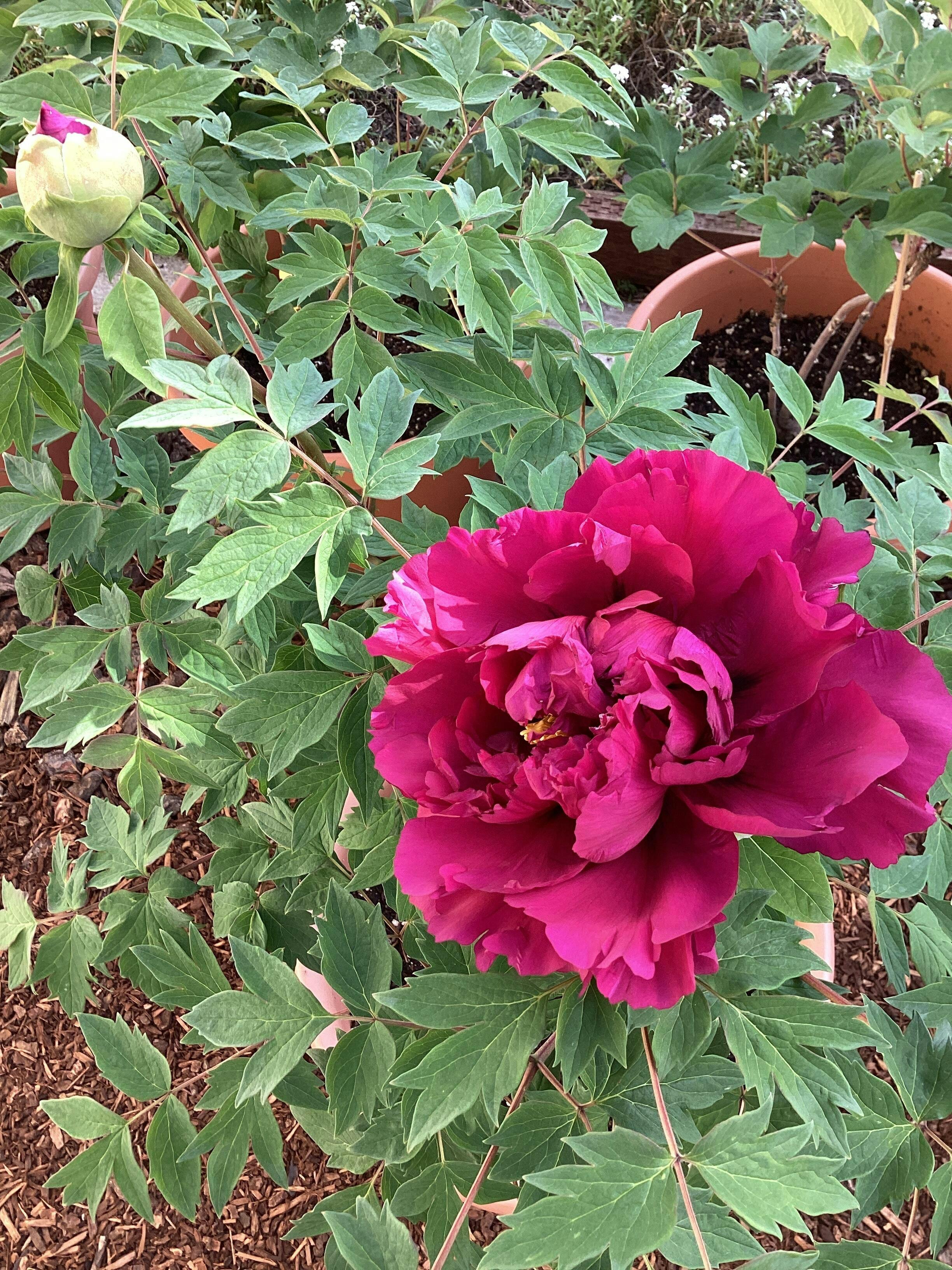 EXCEPTIONAL EBONY' 墨润绝伦 Tree Peony (Paeonia x