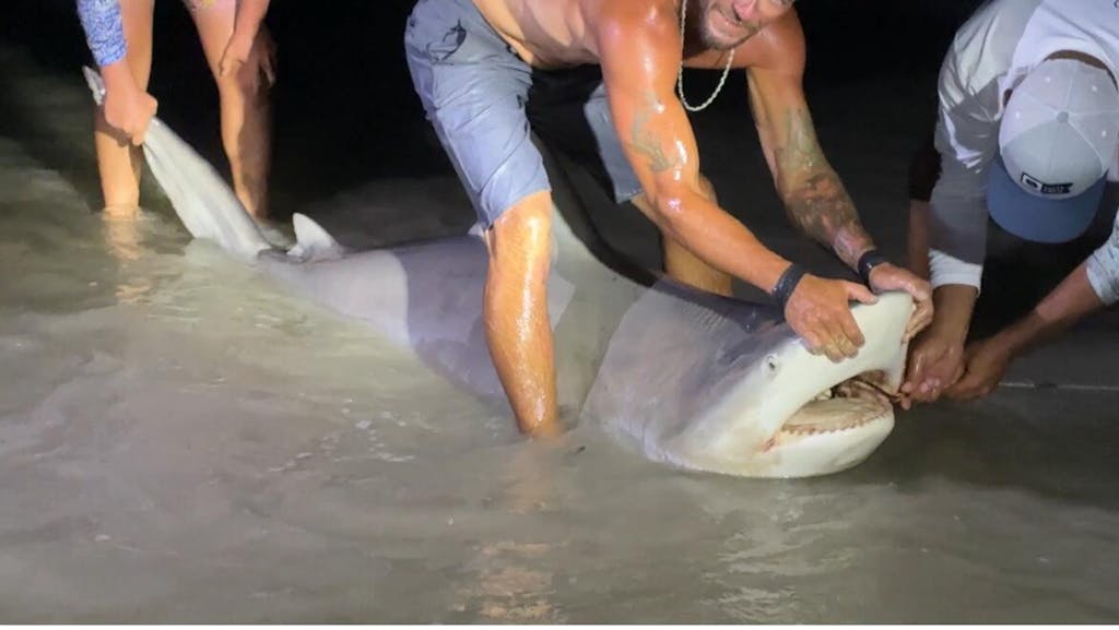 Avet HXW Raptor 5/2 Two Speed Reels