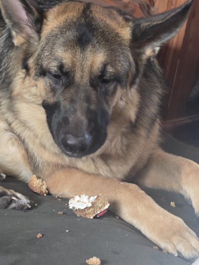 Life of Riley Bakery Doggy Birthday Cake – 4” Grain-Free Celebration Cake with Peanut Butter Frosting