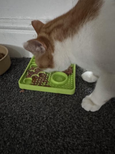 LickiMat Kitty & Catster | Enrichment Slow Feeders for Cats – 2 Designs