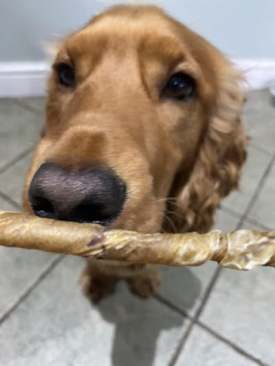 C&C Beef Bladder Twists | Low-Fat, High-Protein Natural Dog Treats