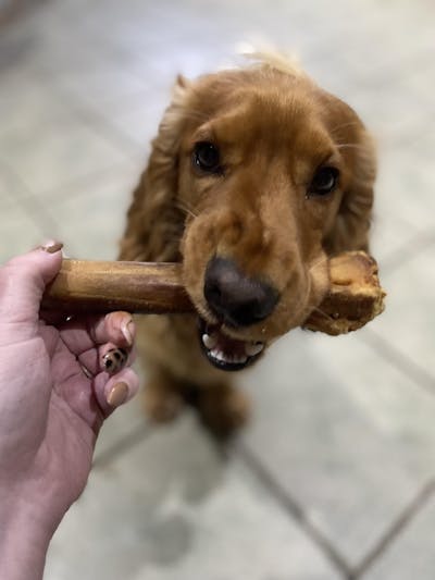 Paddock Farm Ostrich Metatarsus Bone (Single) | Long-Lasting Natural Chew for Medium to Large Dogs