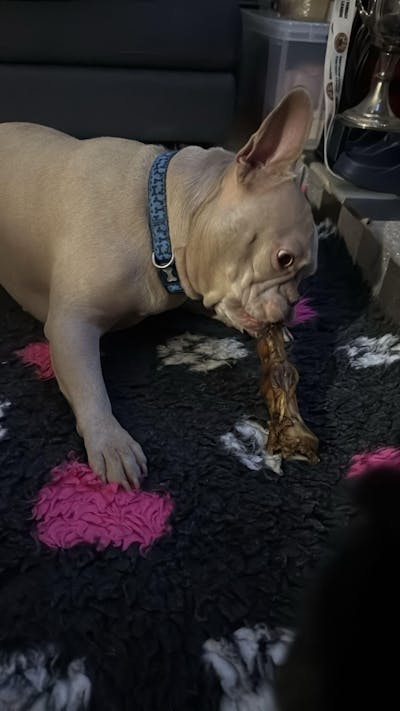 JR Pet Products Ostrich Foot (Single) | Hypoallergenic, Long-Lasting Natural Dental Dog Chew