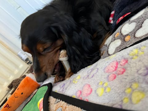 Maks Patch Veggie Knotted Bone (Single) – Low-Fat Vegan Dog Treat | 2 Sizes