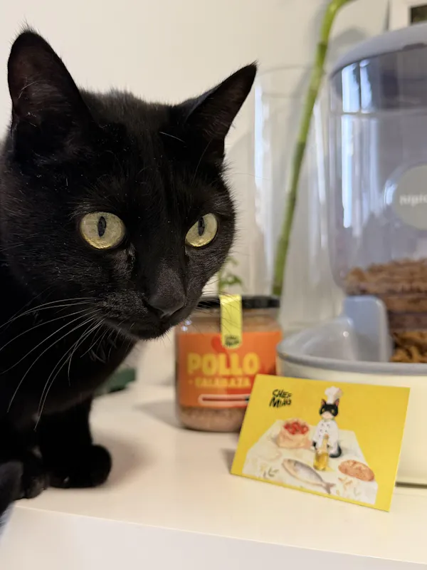 Foto de la reseña de Haoyue: gato negro junto a un tarro de Chef Miau