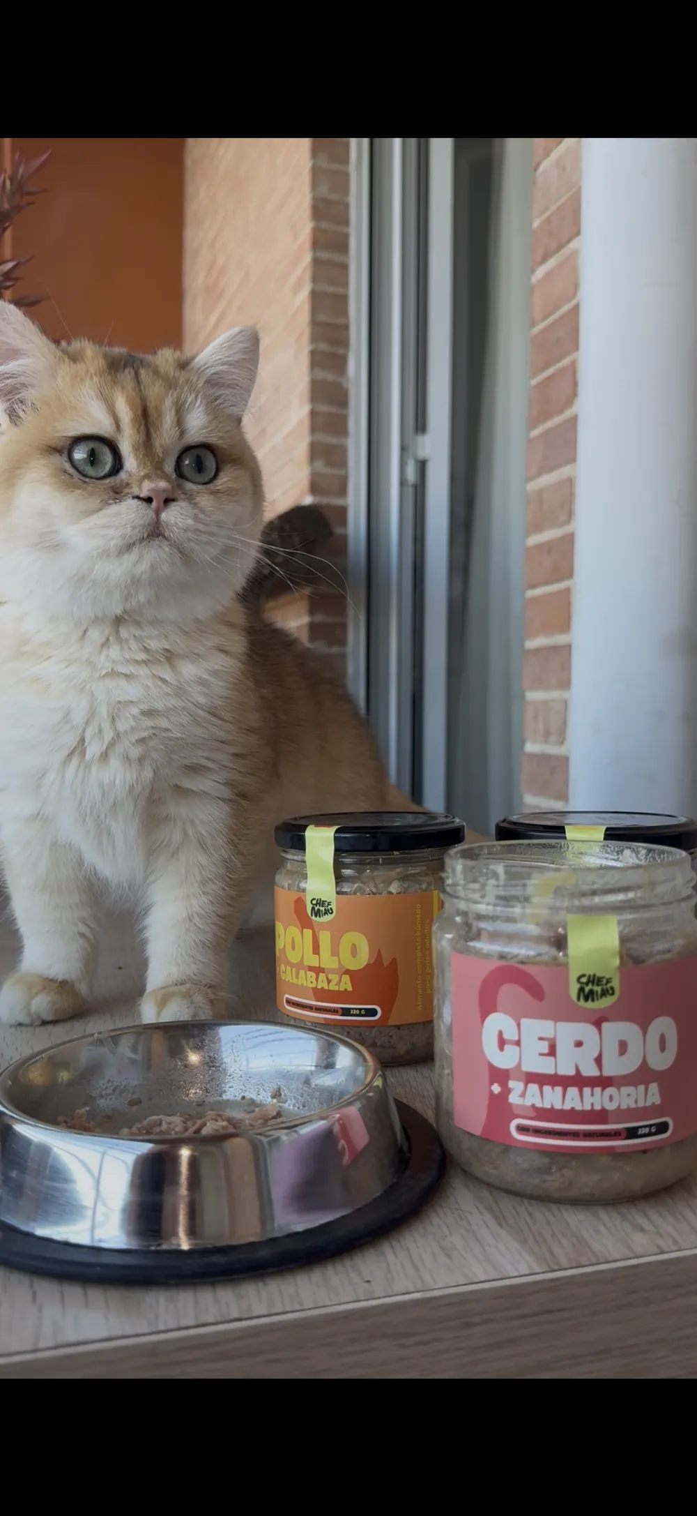 El gato de Zeina, clienta de Chef Miau, junto a sus tarros de comida natural
