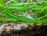 Snowball White Shrimp