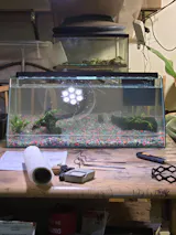 Colony Starter Kit --- 20 Shrimps