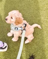 Instaptuig - Snuggly Sage