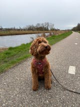 Hondentuig - FlowerPup