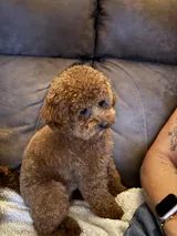 Hondentuig - Teddy Bear