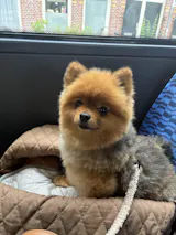 Hondenriem - Teddy Bear