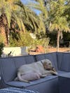 Retriever Roll Single Count - 5 Count