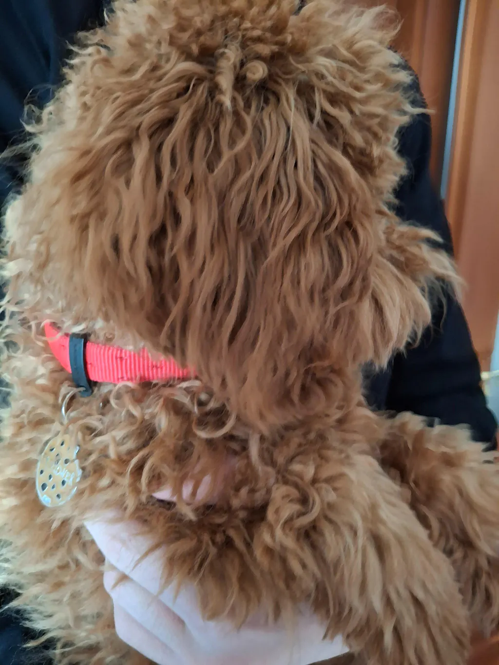 Guinzaglio CHICO by MyFamily