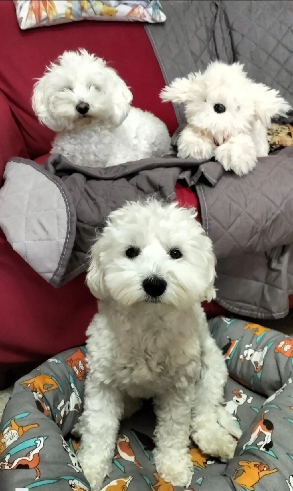Peluche Chico