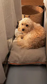 Orthopädisches Hundekissen Paul aus 100% Bio-Hanf & Naturlatex