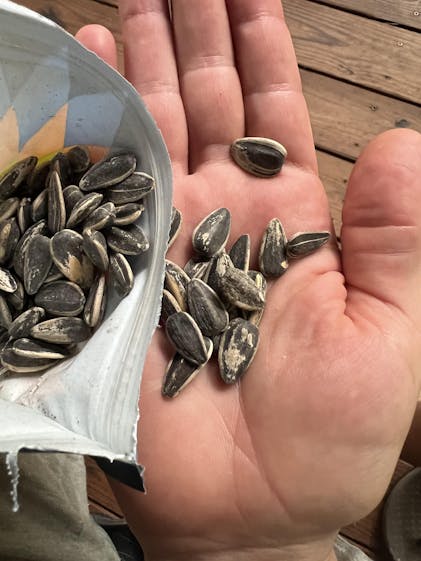 Zesty Jalapeño Sunflower Seeds Snack | Chinook Seedery