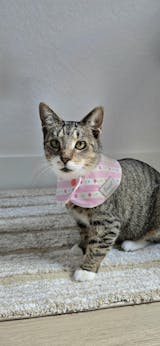 Kitty and Bear Pet Bandana (reversible 4-way wear)