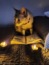 Ancient Meowgic Crinkle Catnip Spell Book