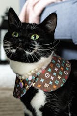 Chameowl Purple Pet Necklace